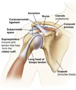 Structure of Shoulder